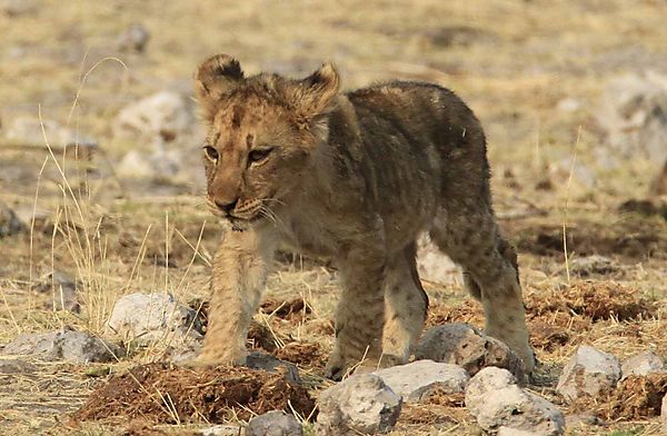 Lion cub walking alone