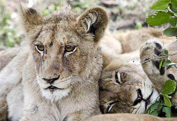 Lion Cubs