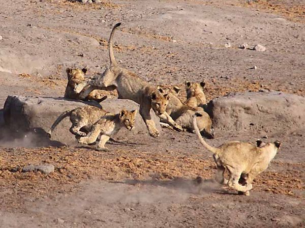 Lion Cubs 1