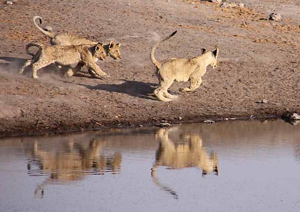 Lion Cubs