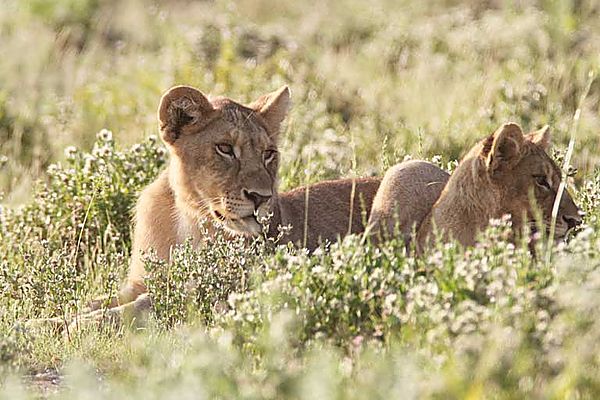 Lion Cubs