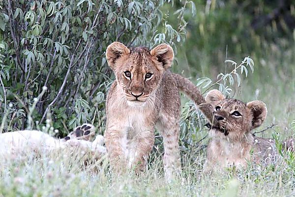 Lion Cubs