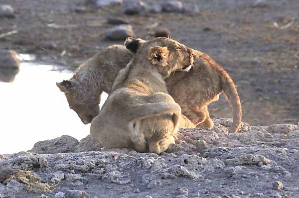 Lion Cubs 2a