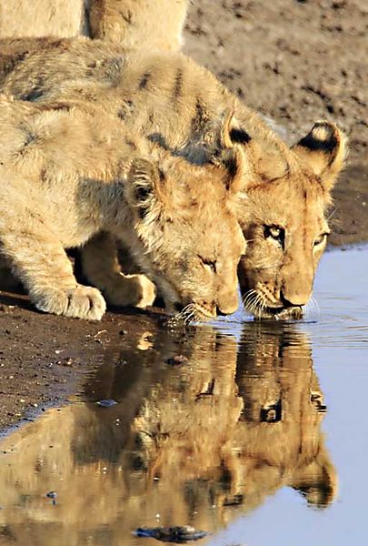 Lion cubs at Chudob