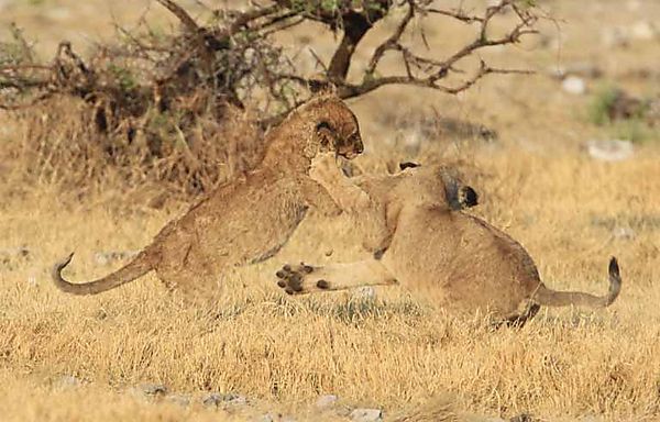 Lion cubs Chudop water hole