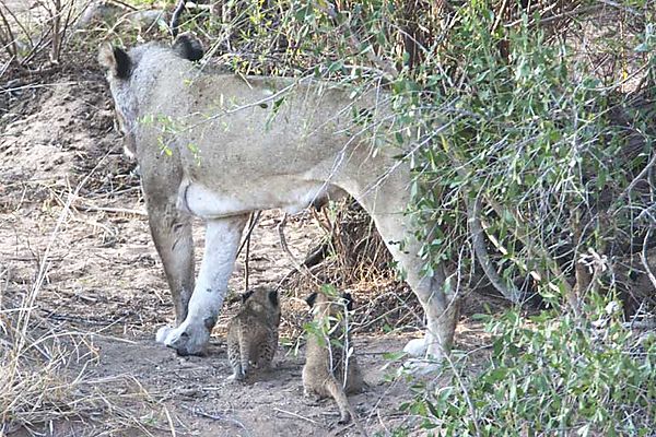 Lion cubs Kruger 1