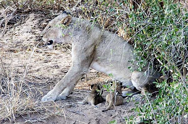 Lion cubs Kruger 2