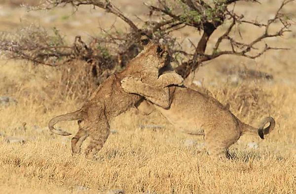 Lion Cubs playing