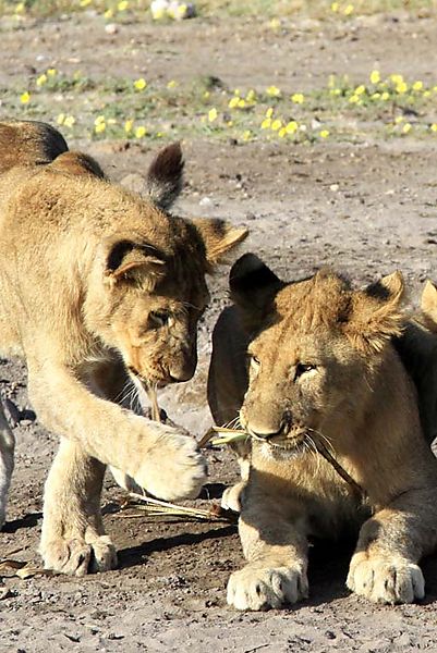 Lion cubs playing with straw