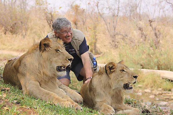 Lion Encounter