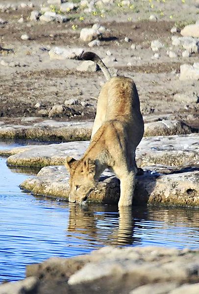 Lion enters water