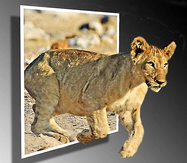 Lion Escape