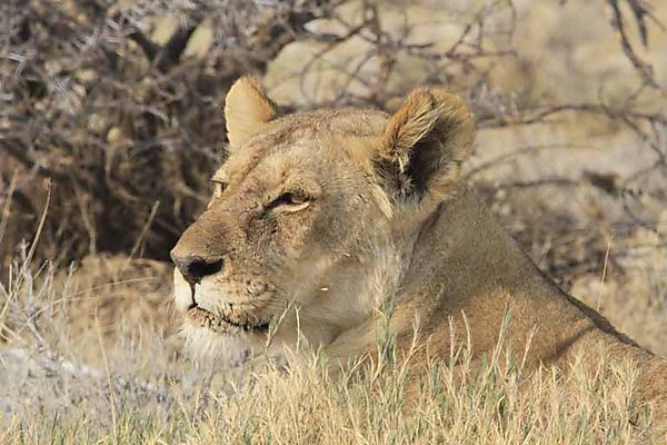 lion etosha 3