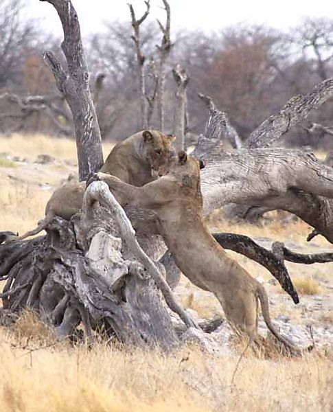 Lion etosha 2