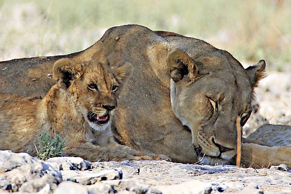 Lion etosha