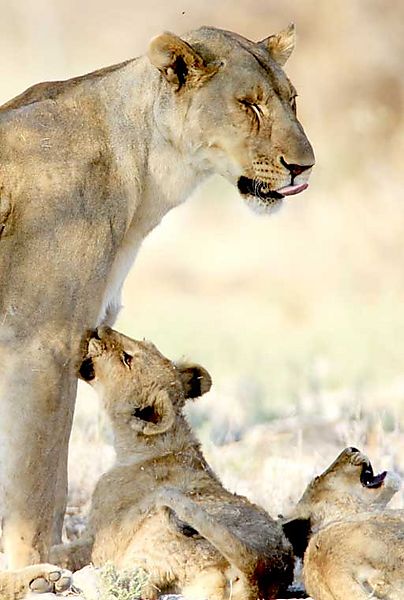 Lion Etosha
