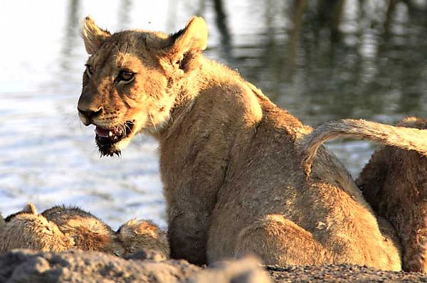 Lion Etosha 2