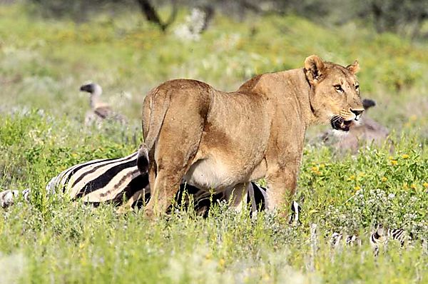 Lion gets to Zebra