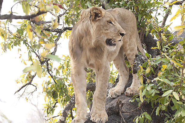 Lion In A Tree