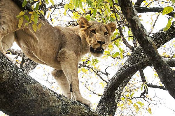 Lion In A Tree 1