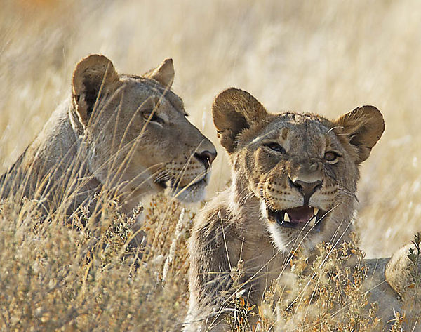 Lion In The Grass