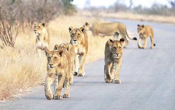 Lion k 7