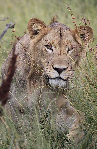 Lion Kruger 3