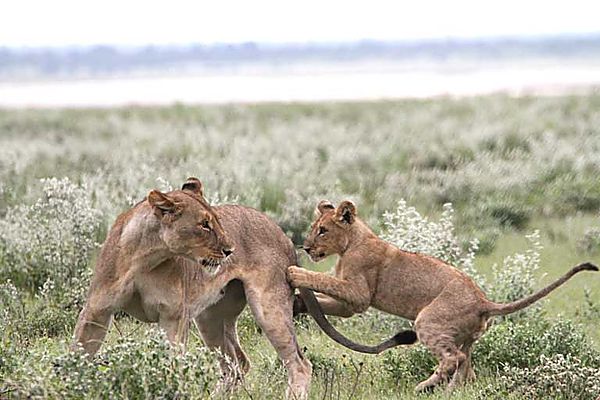 Lion Mom and Cub