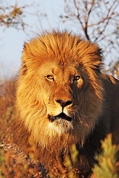 Lion Namibia 1