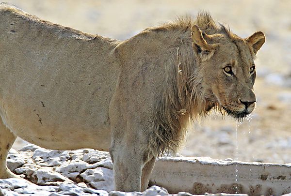 Lion needs more than a drink