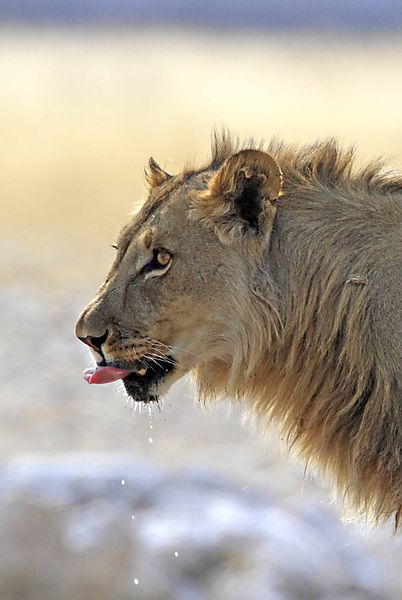 Lion needs more than water