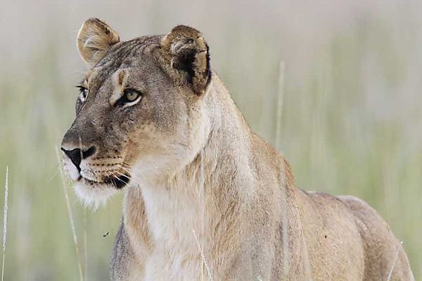 Lion not P pride