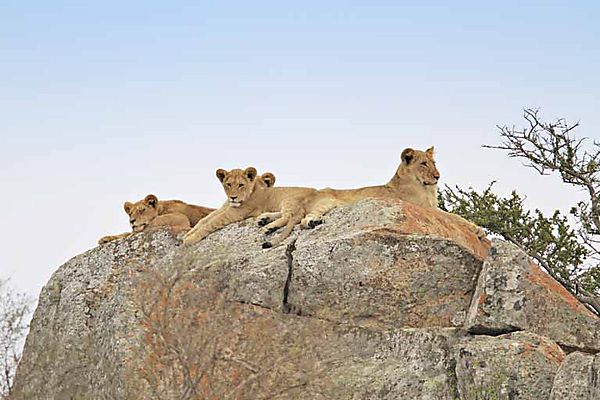 Lion On A Rock 1