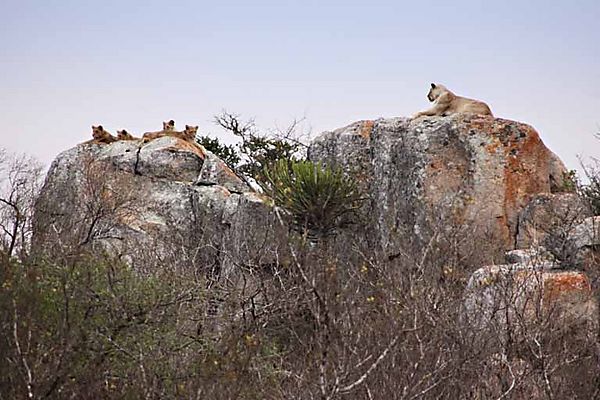 Lion On A Rock 7