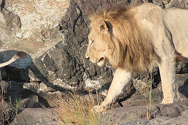 Lion on the move