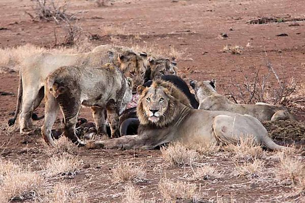 Lion satara 3