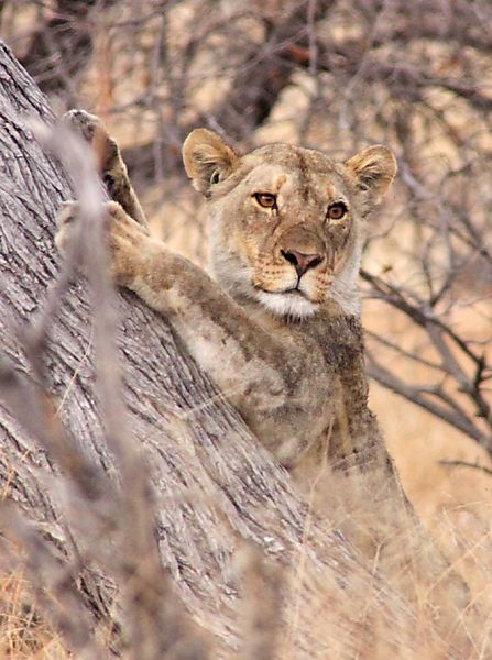 Lion Sharpening claws