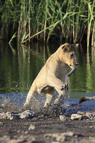 Lion splashing