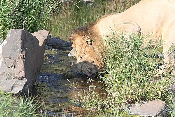 Lion taking a drink