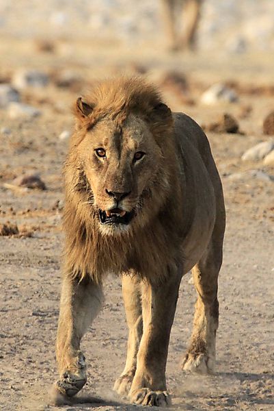 Lion walking into Chudop 3