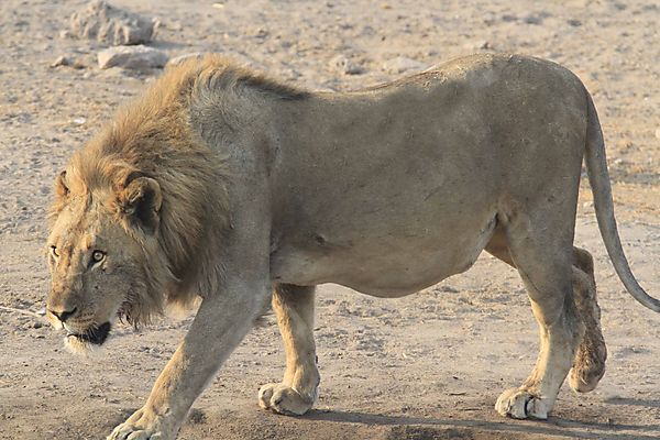 Lion walking into Chudop
