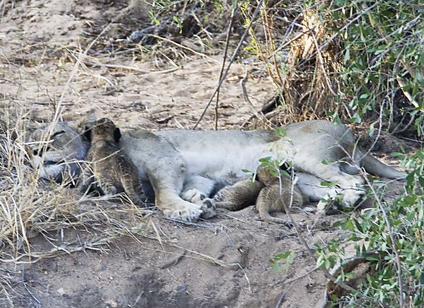 Lion With Babies Nursing