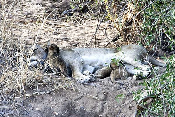 Lion with young cubs feeding 1