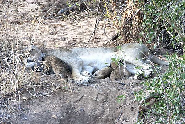 Lion with young cubs feeding 2