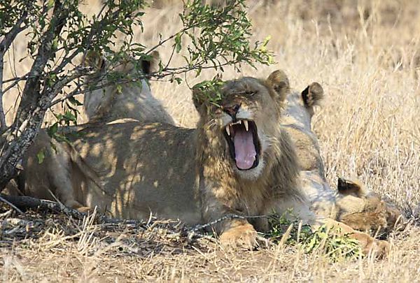 Lion Yawning