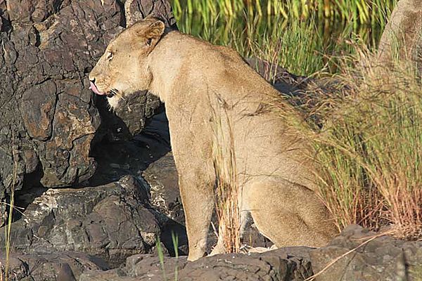 Lioness