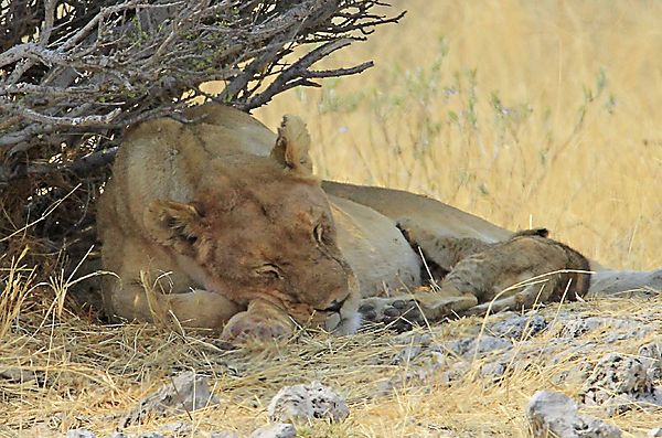 Lioness nap time