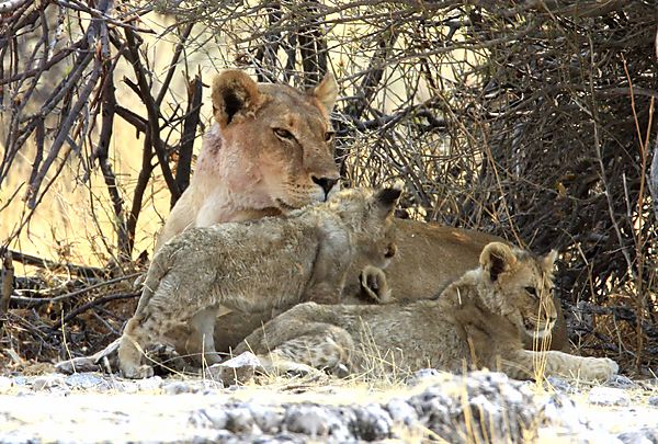 Lioness with 3 cubs