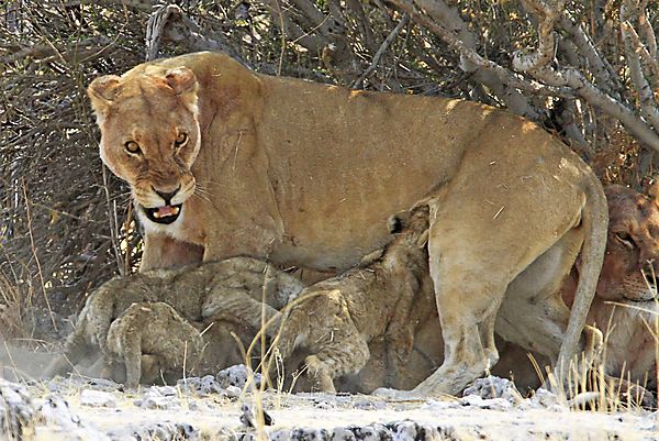 Lioness with cubs 1