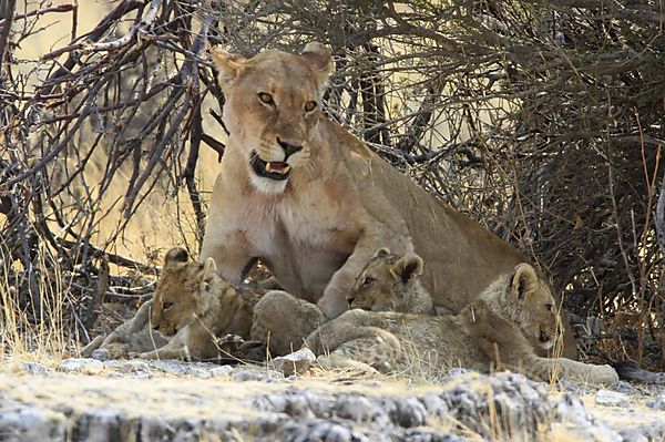 Lioness with cubs 2